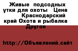 Живые, подсодных утки для охоты › Цена ­ 600 - Краснодарский край Охота и рыбалка » Другое   